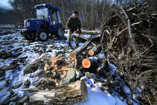 Сбор валежника в Приморье