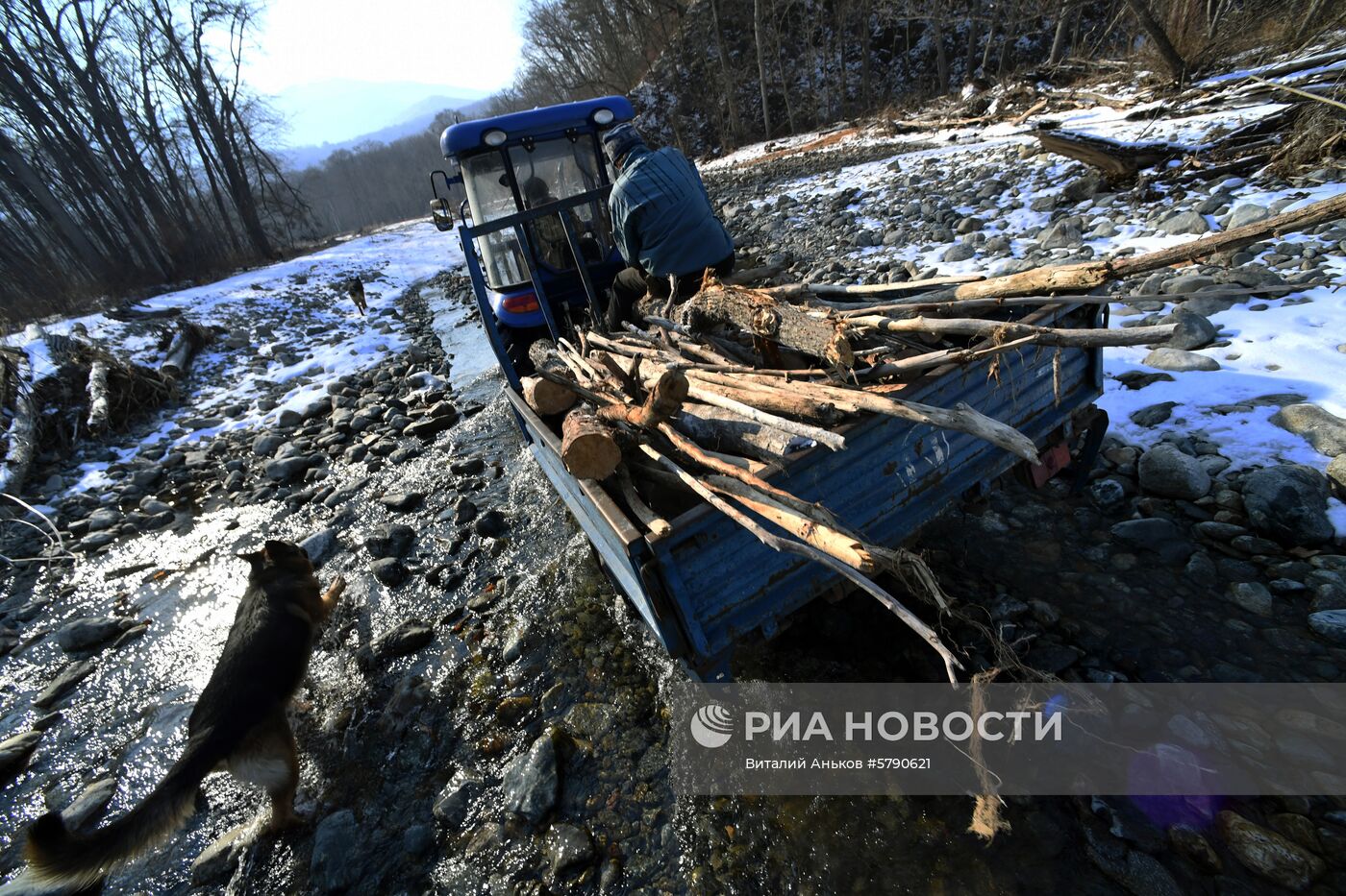 Сбор валежника в Приморье