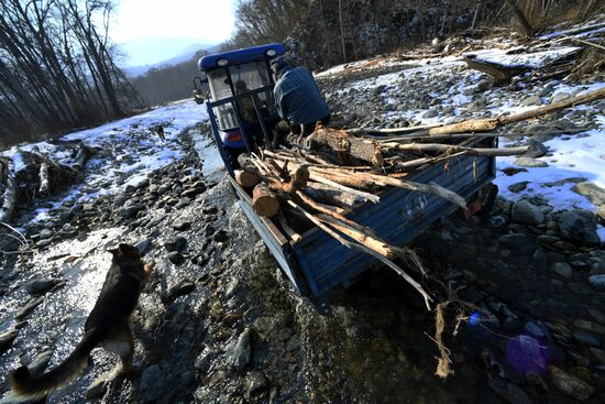 Сбор валежника в Приморье