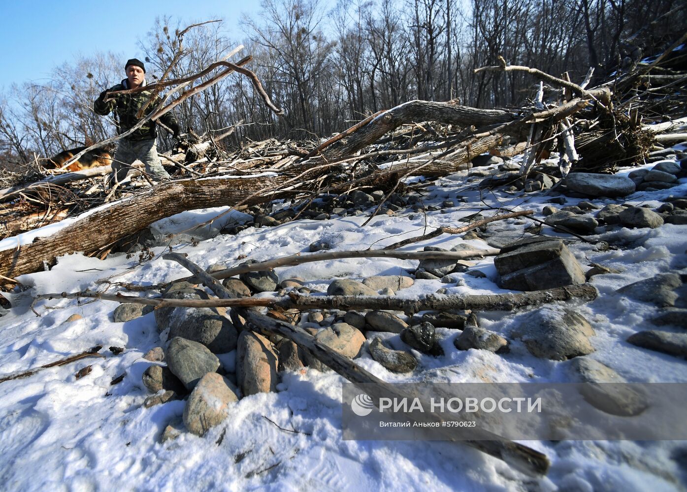 Сбор валежника в Приморье
