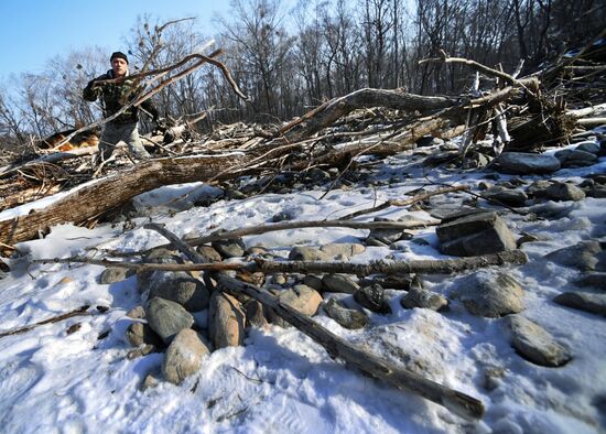 Сбор валежника в Приморье