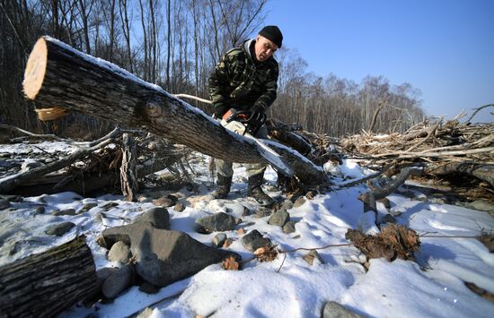 Сбор валежника в Приморье