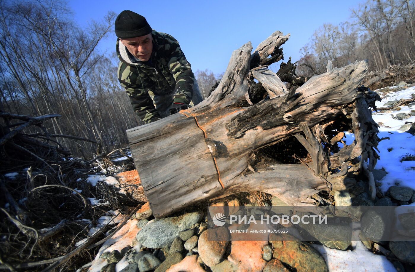 Сбор валежника в Приморье