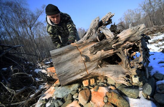Сбор валежника в Приморье