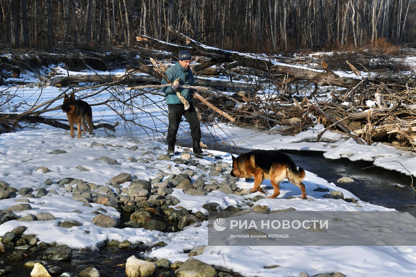 Сбор валежника в Приморье