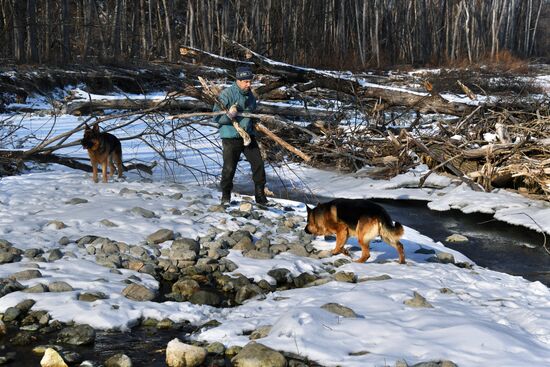 Сбор валежника в Приморье