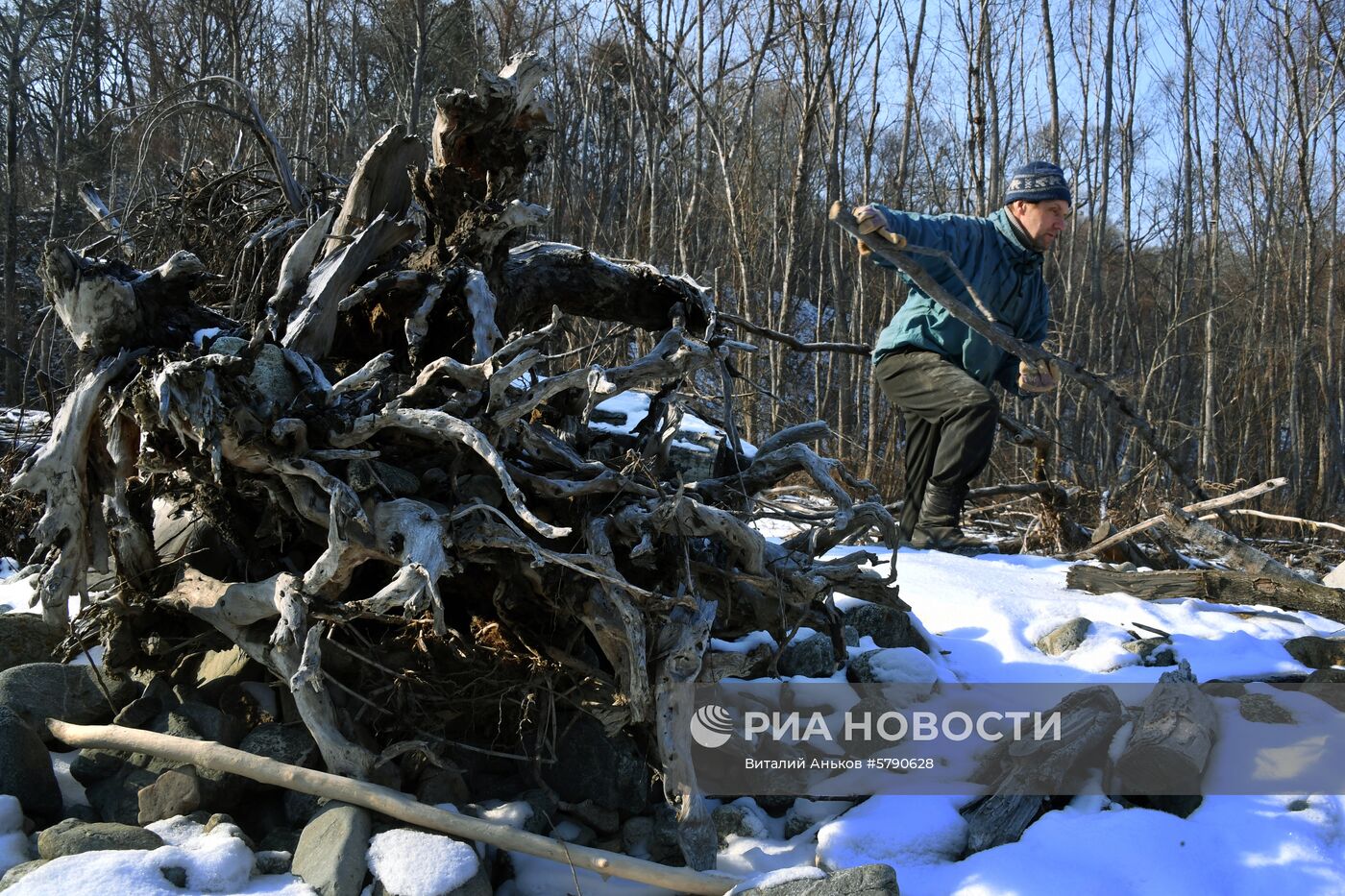 Сбор валежника в Приморье