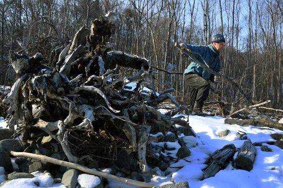 Сбор валежника в Приморье