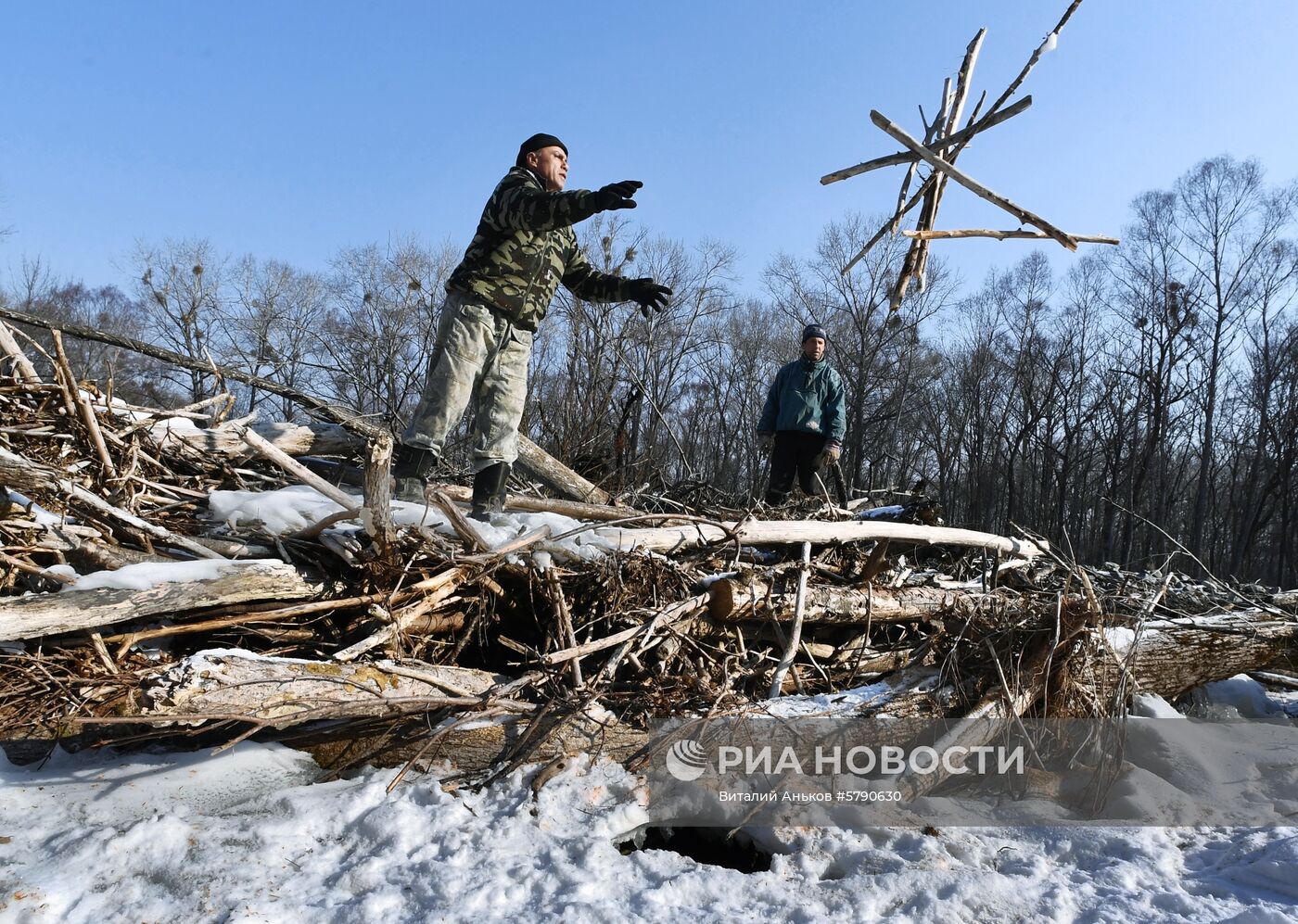Сбор валежника в Приморье