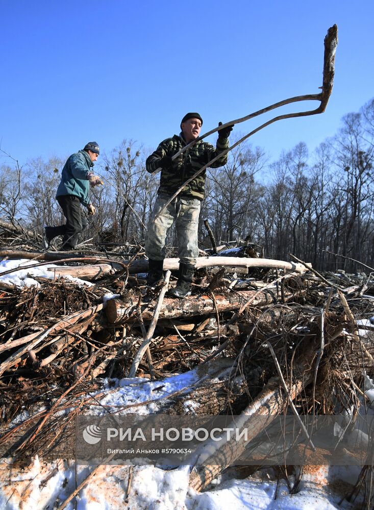Сбор валежника в Приморье