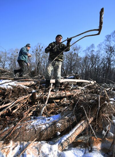 Сбор валежника в Приморье