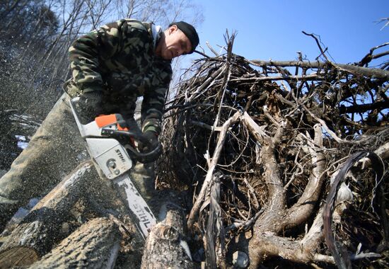 Сбор валежника в Приморье