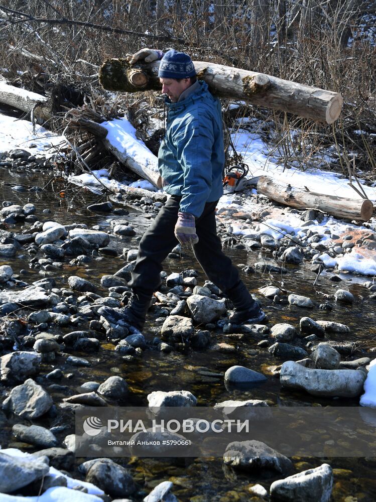 Сбор валежника в Приморье