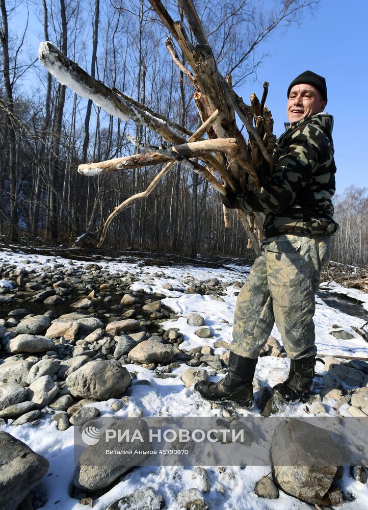 Сбор валежника в Приморье