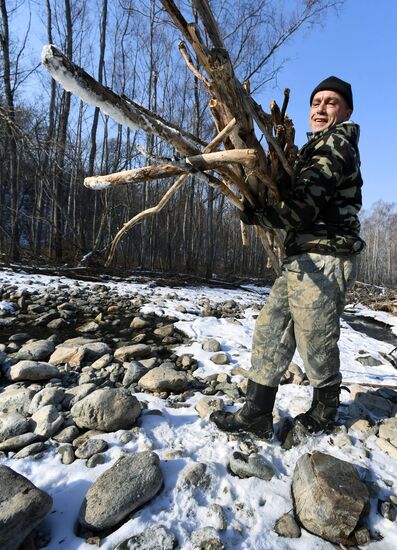 Сбор валежника в Приморье