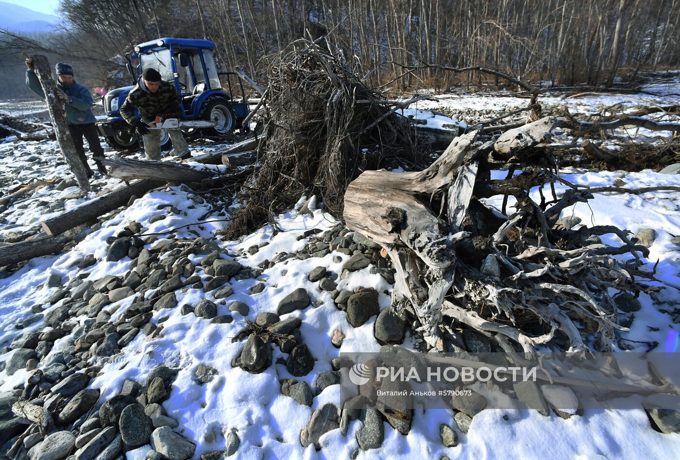 Сбор валежника в Приморье