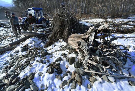 Сбор валежника в Приморье