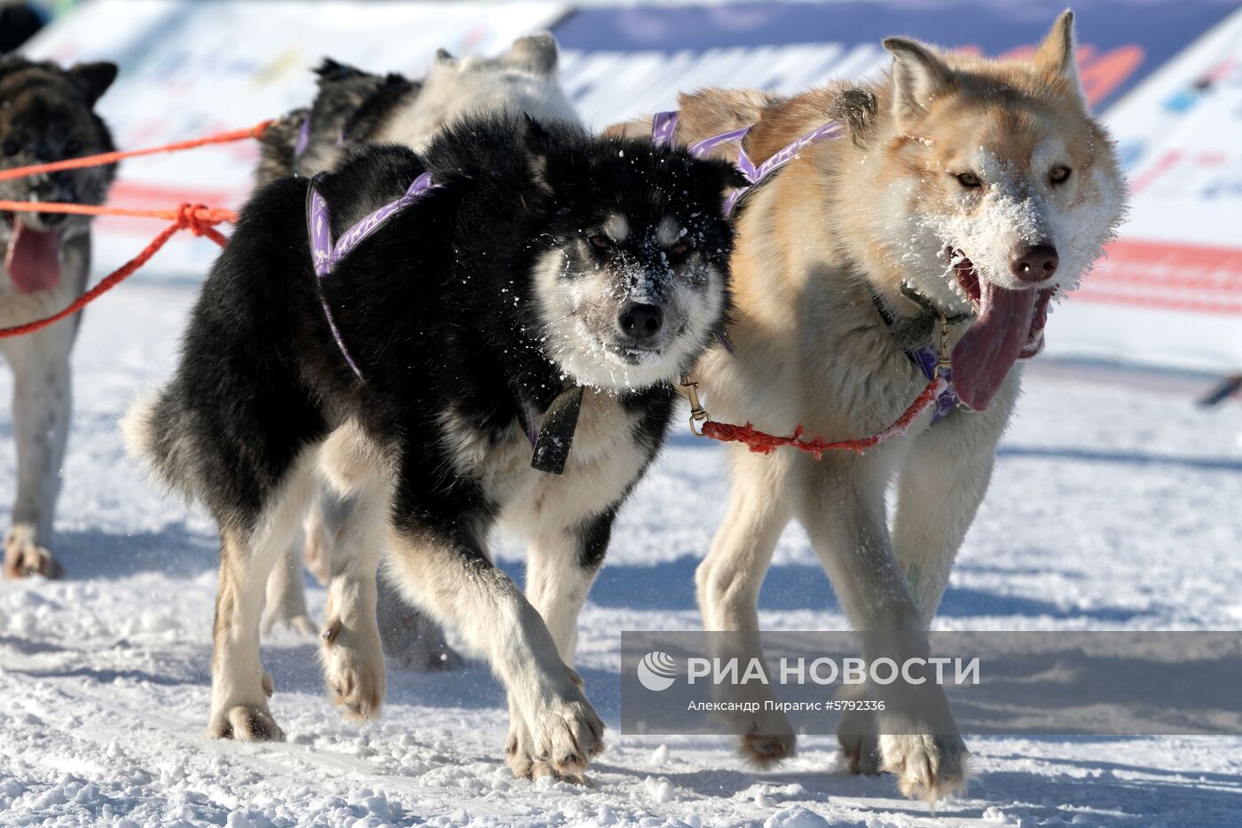 Открытие гонки на собачьих упряжках "Берингия-2019" на Камчатке