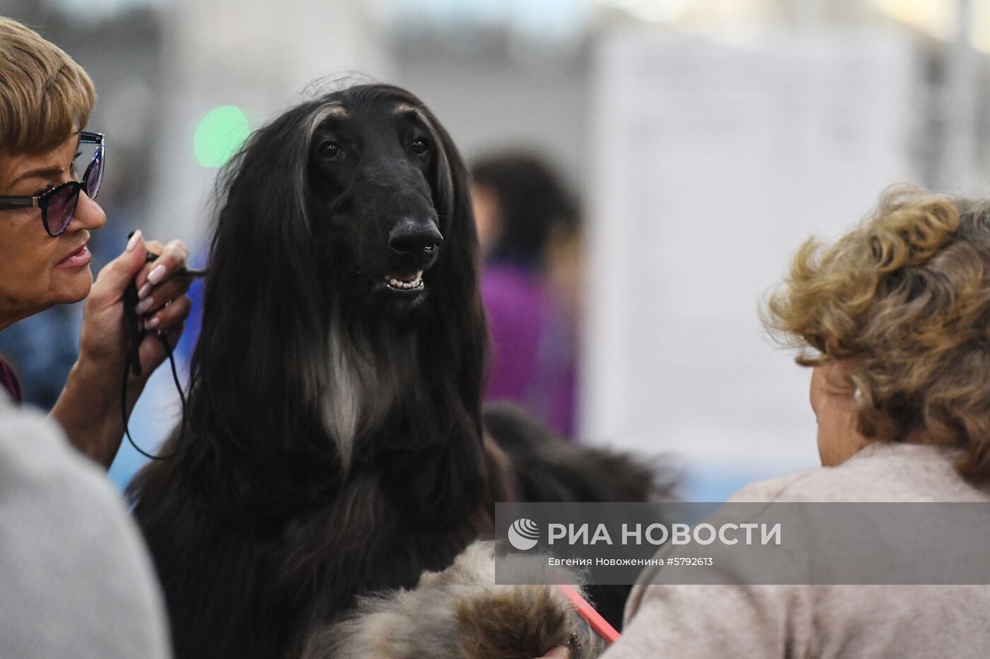 Выставка собак "Евразия-2019"