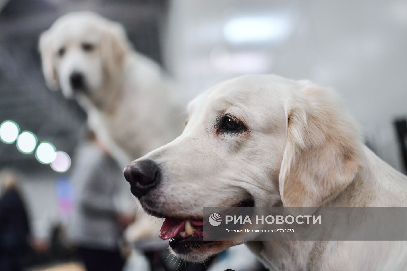 Выставка собак "Евразия-2019"