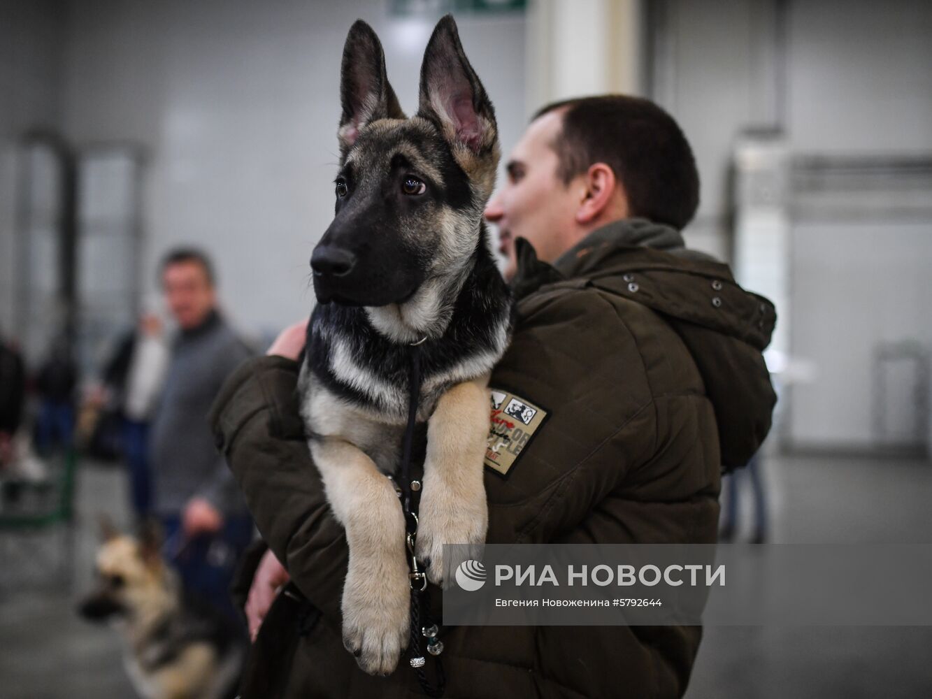 Выставка собак "Евразия-2019"