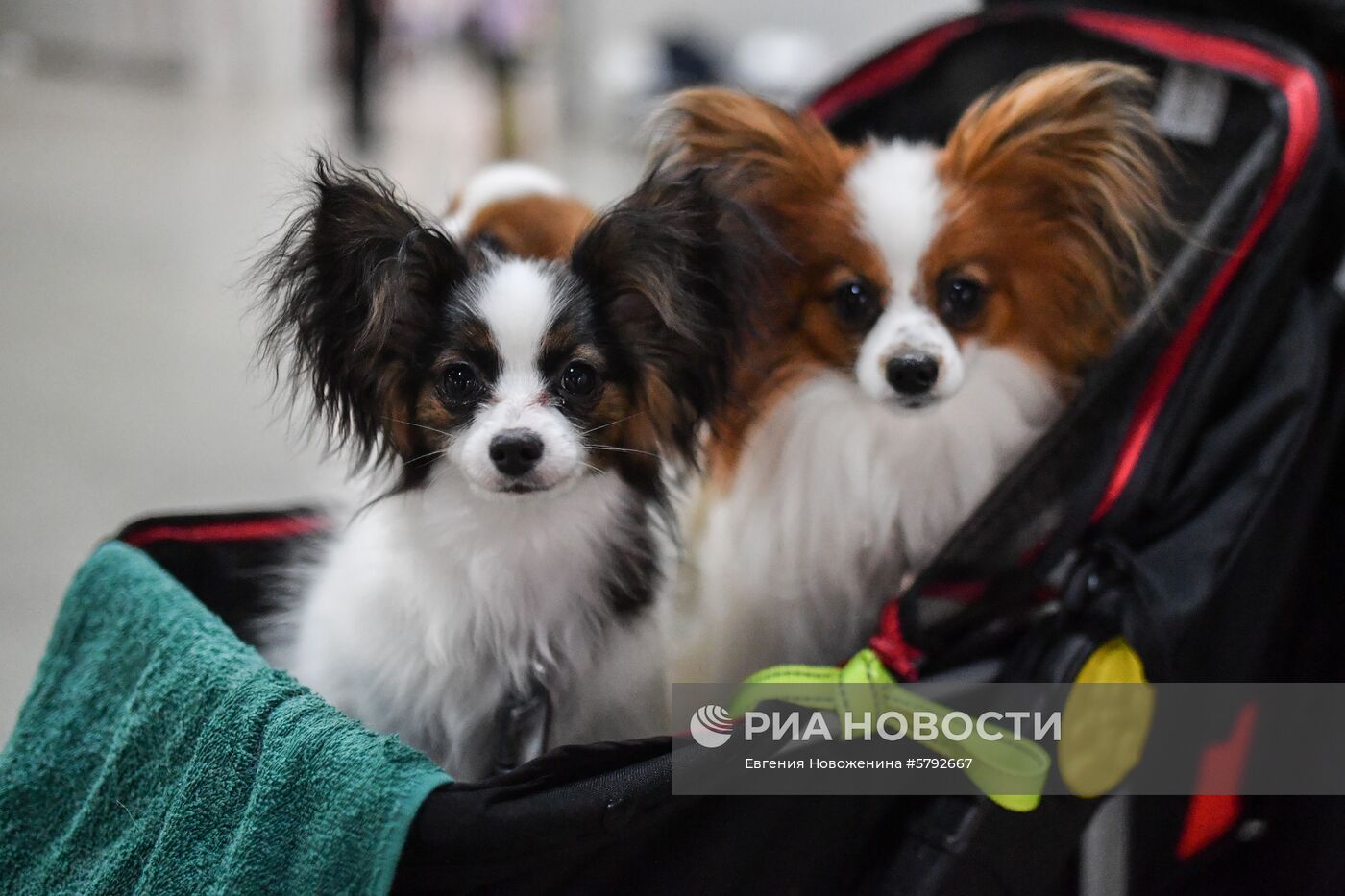 Выставка собак "Евразия-2019"