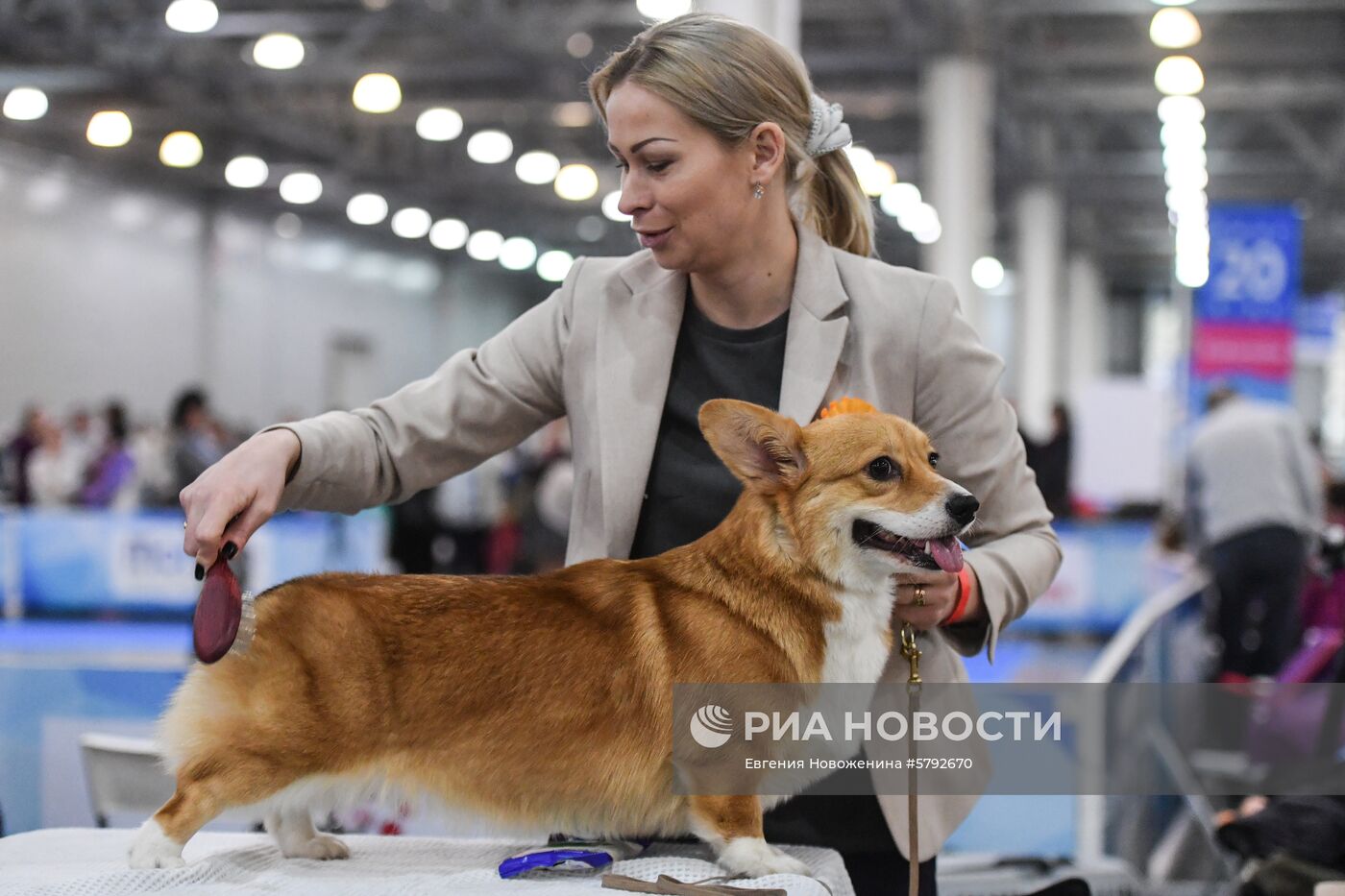 Выставка собак "Евразия-2019"