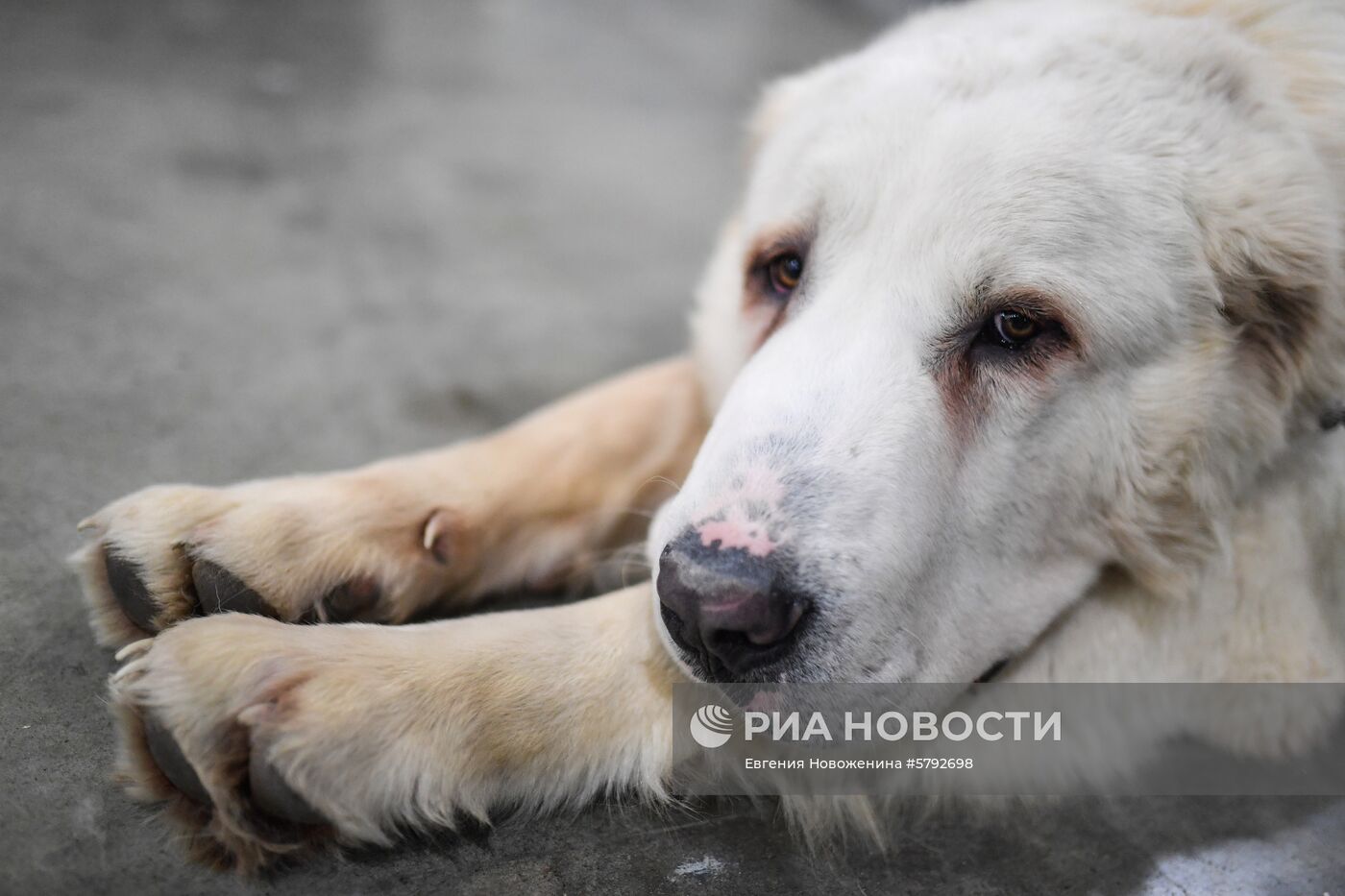 Выставка собак "Евразия-2019"