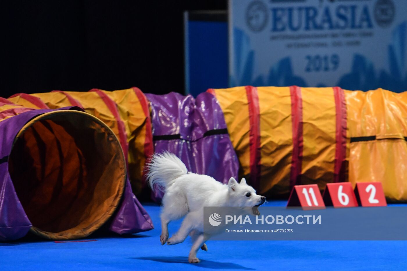 Выставка собак "Евразия-2019"