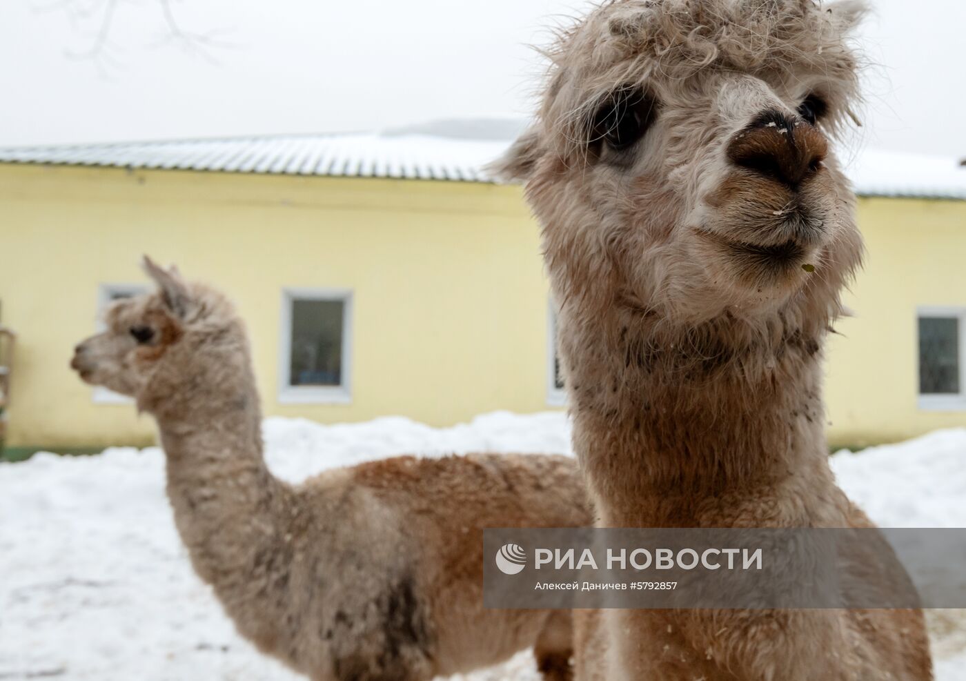 Российский карантинный центр диких животных "Велес" 