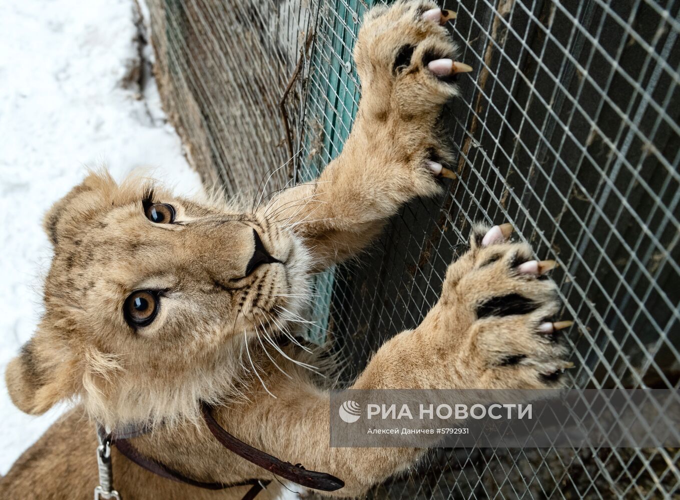 Российский карантинный центр диких животных "Велес" 