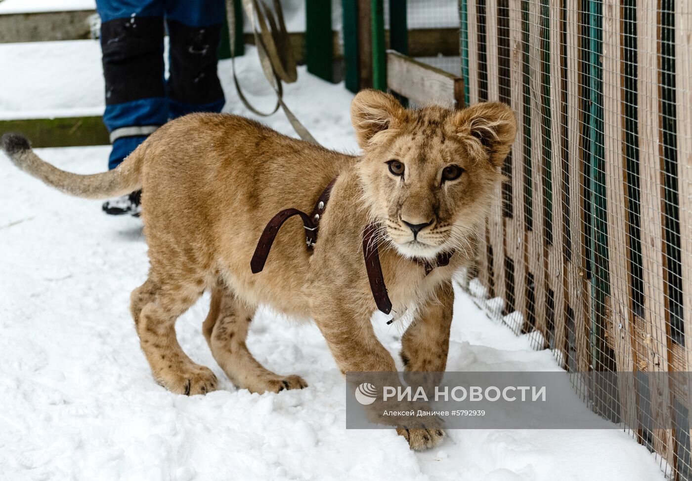 Российский карантинный центр диких животных "Велес" 