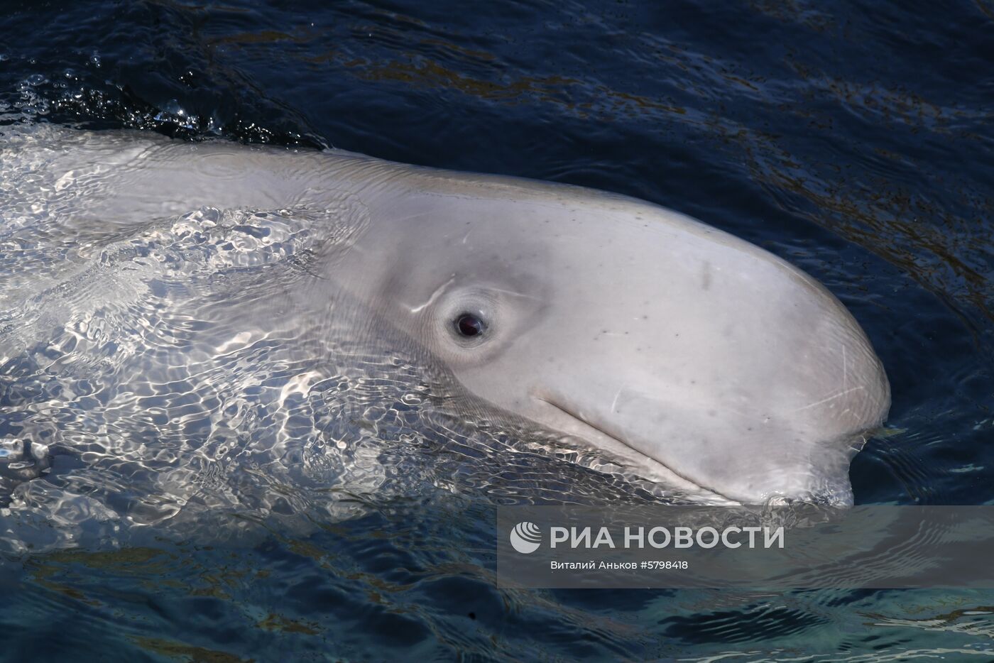 Косатки в приморской бухте Средняя