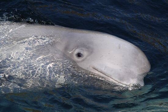 Косатки в приморской бухте Средняя 