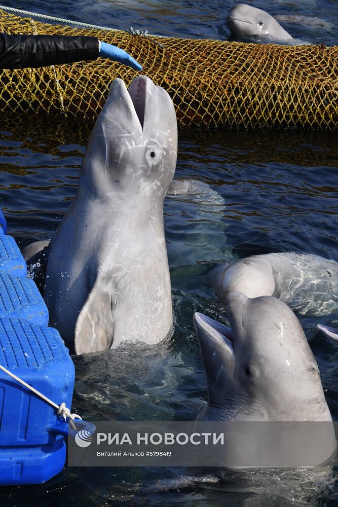 Косатки в приморской бухте Средняя