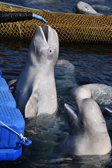 Косатки в приморской бухте Средняя 