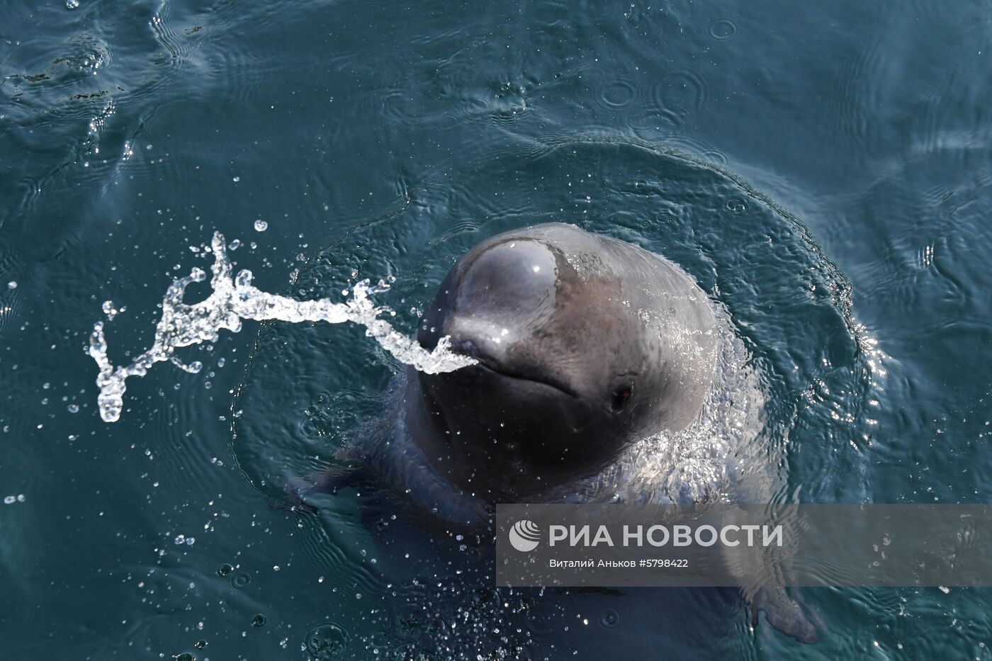 Косатки в приморской бухте Средняя