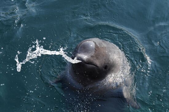 Косатки в приморской бухте Средняя 