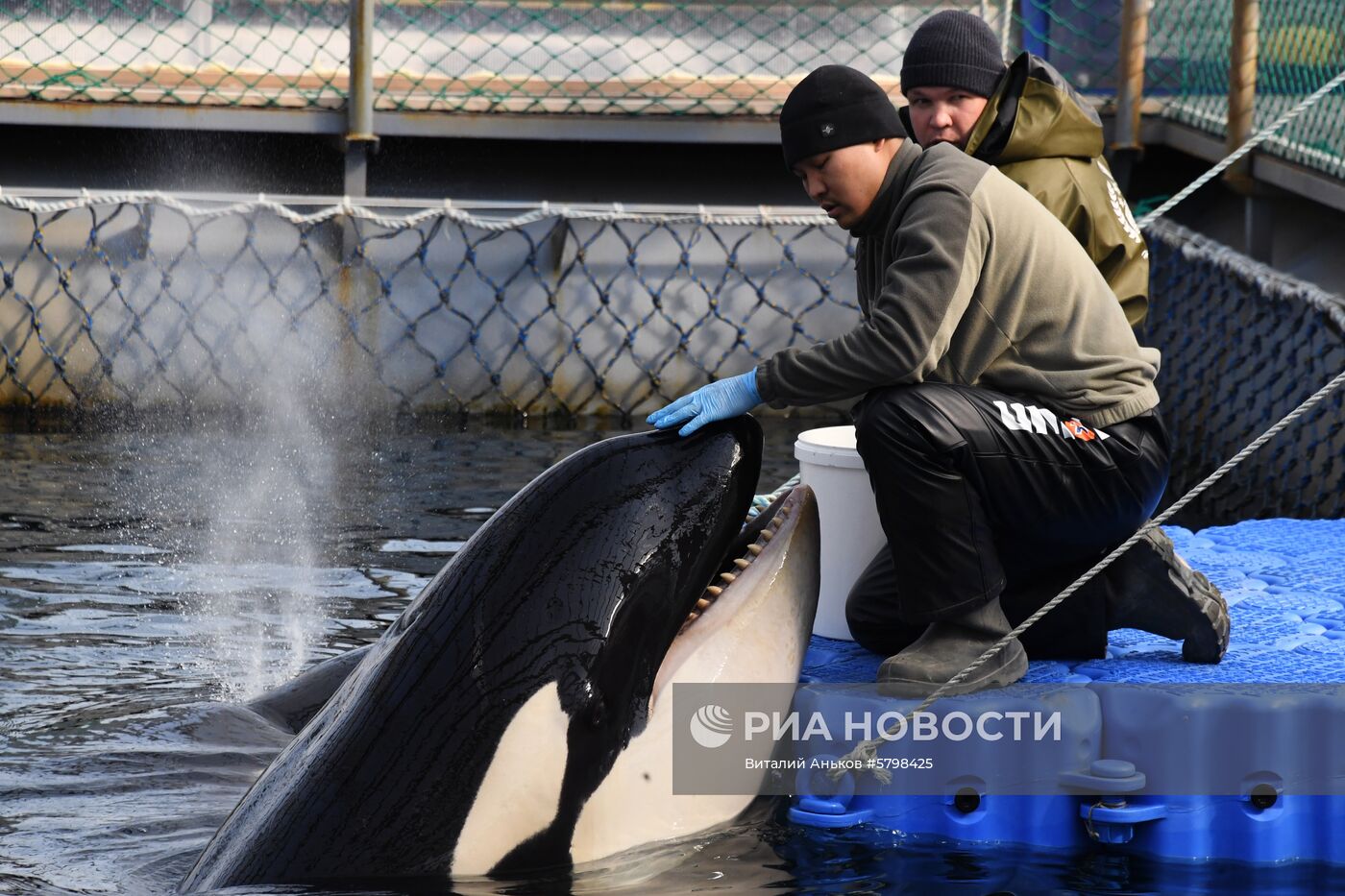 Косатки в приморской бухте Средняя