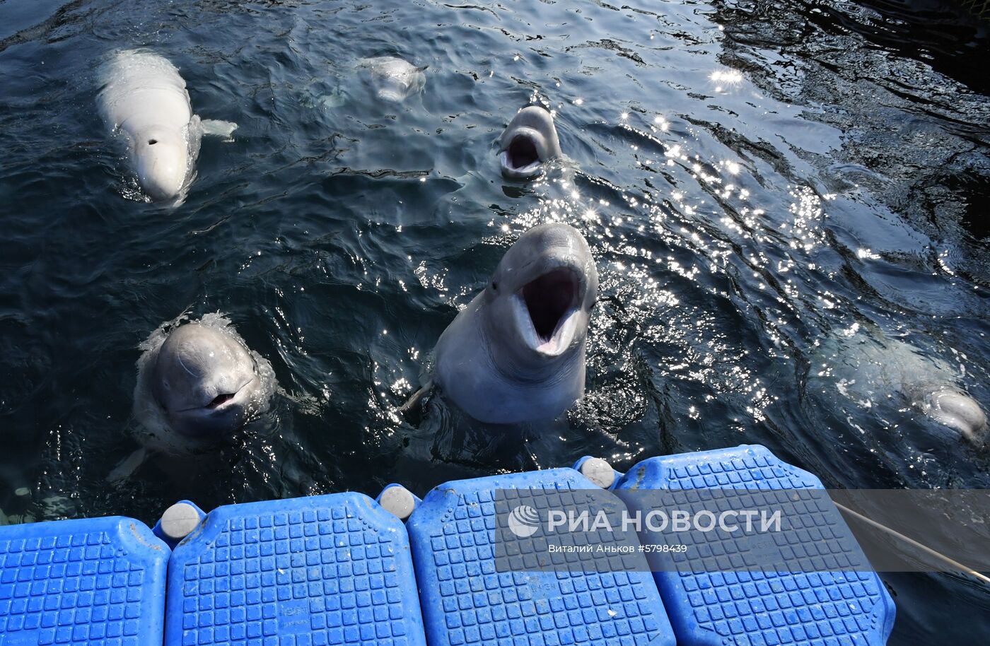 Косатки в приморской бухте Средняя