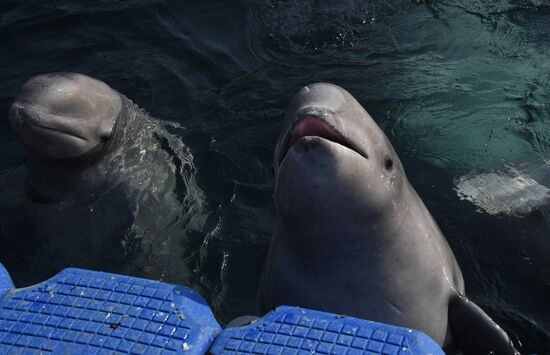 Косатки в приморской бухте Средняя 