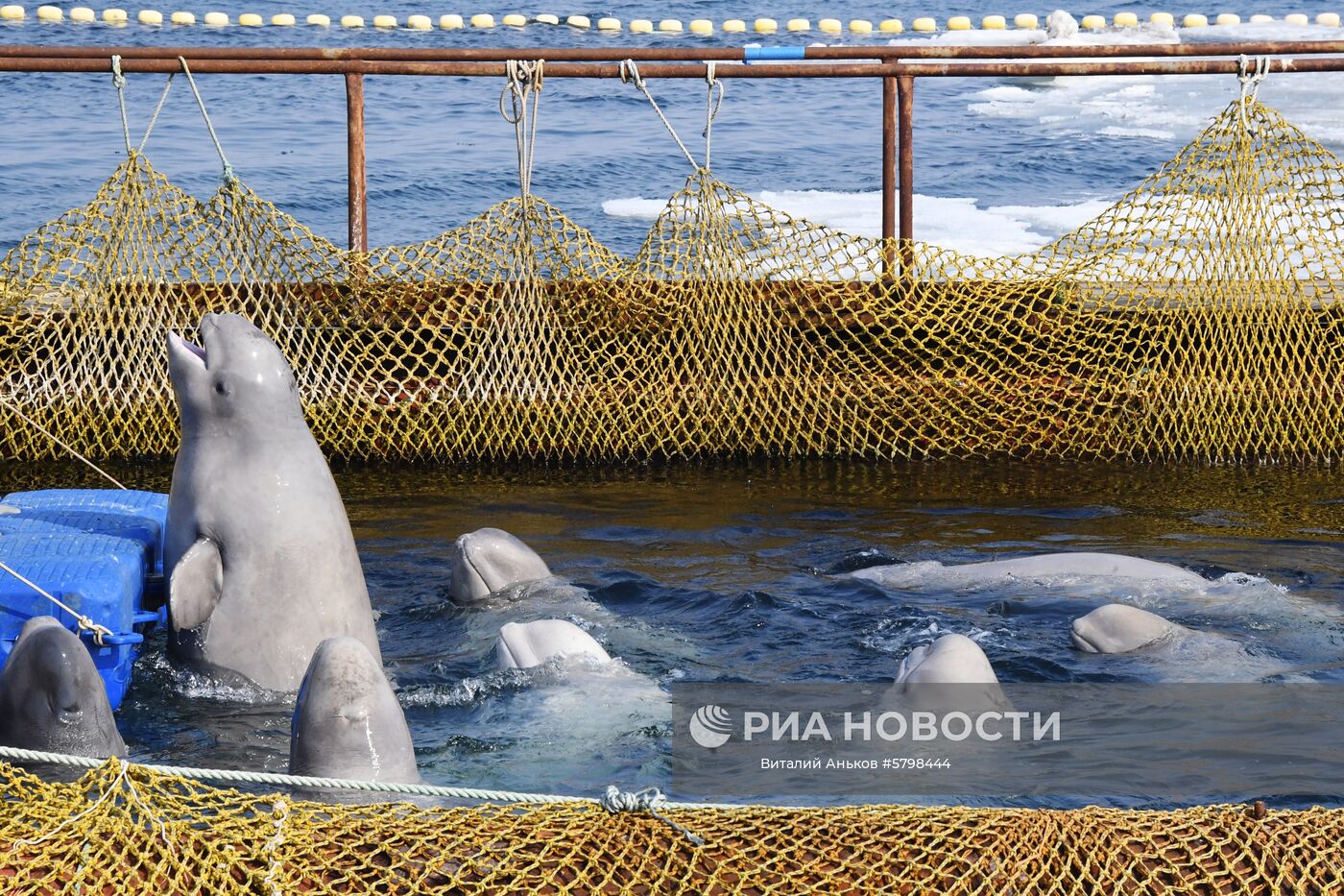 Косатки в приморской бухте Средняя