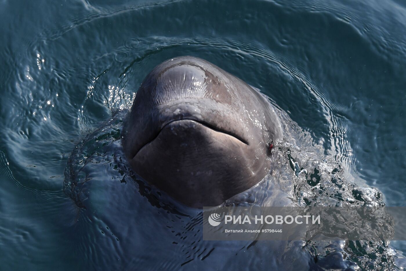 Косатки в приморской бухте Средняя