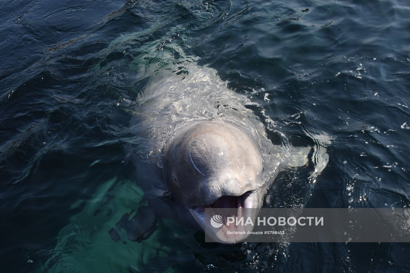 Косатки в приморской бухте Средняя