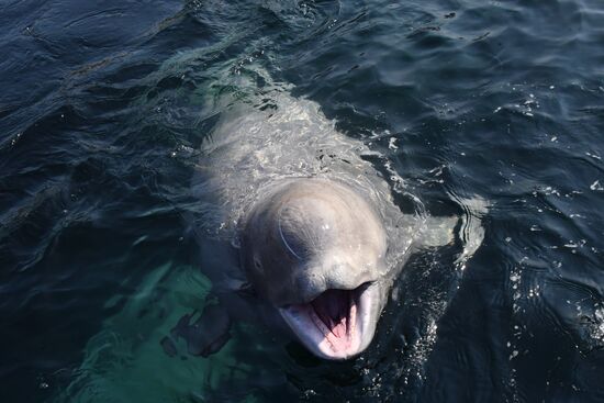 Косатки в приморской бухте Средняя 