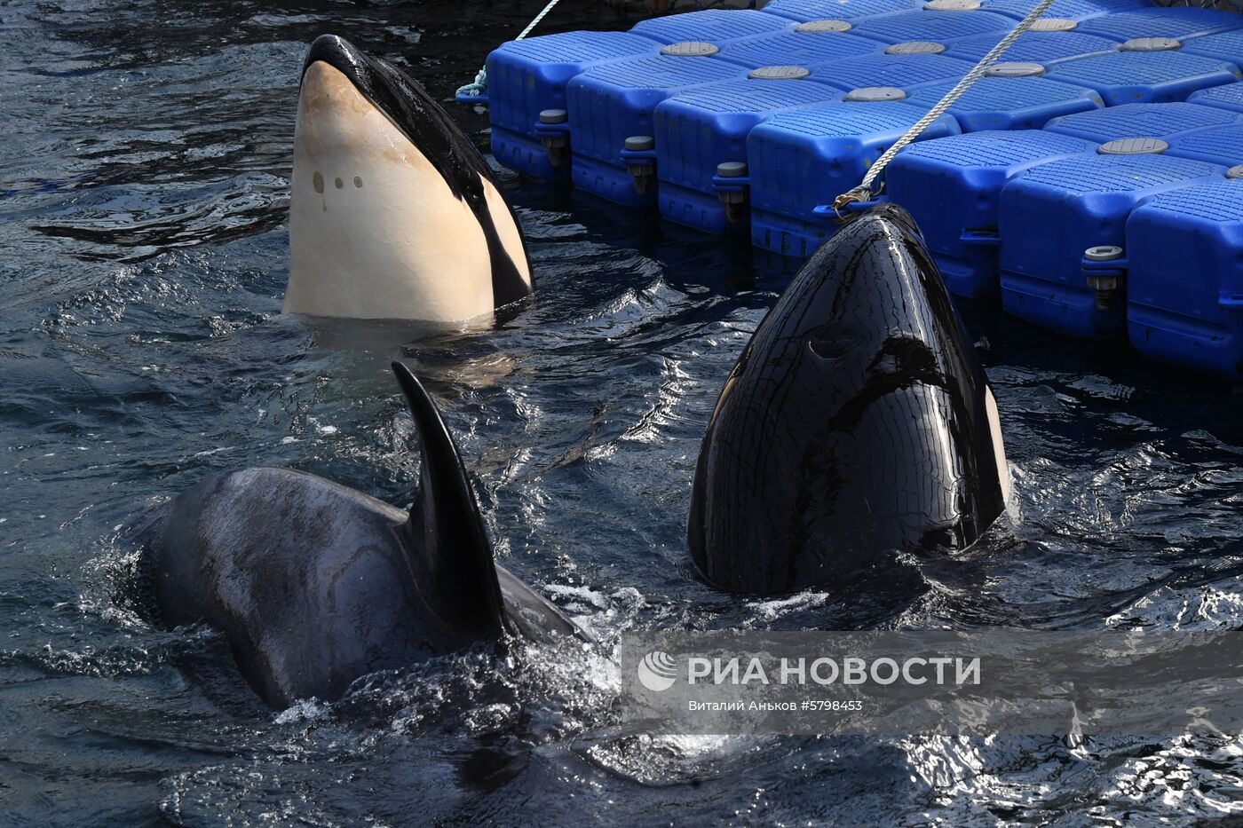 Косатки в приморской бухте Средняя