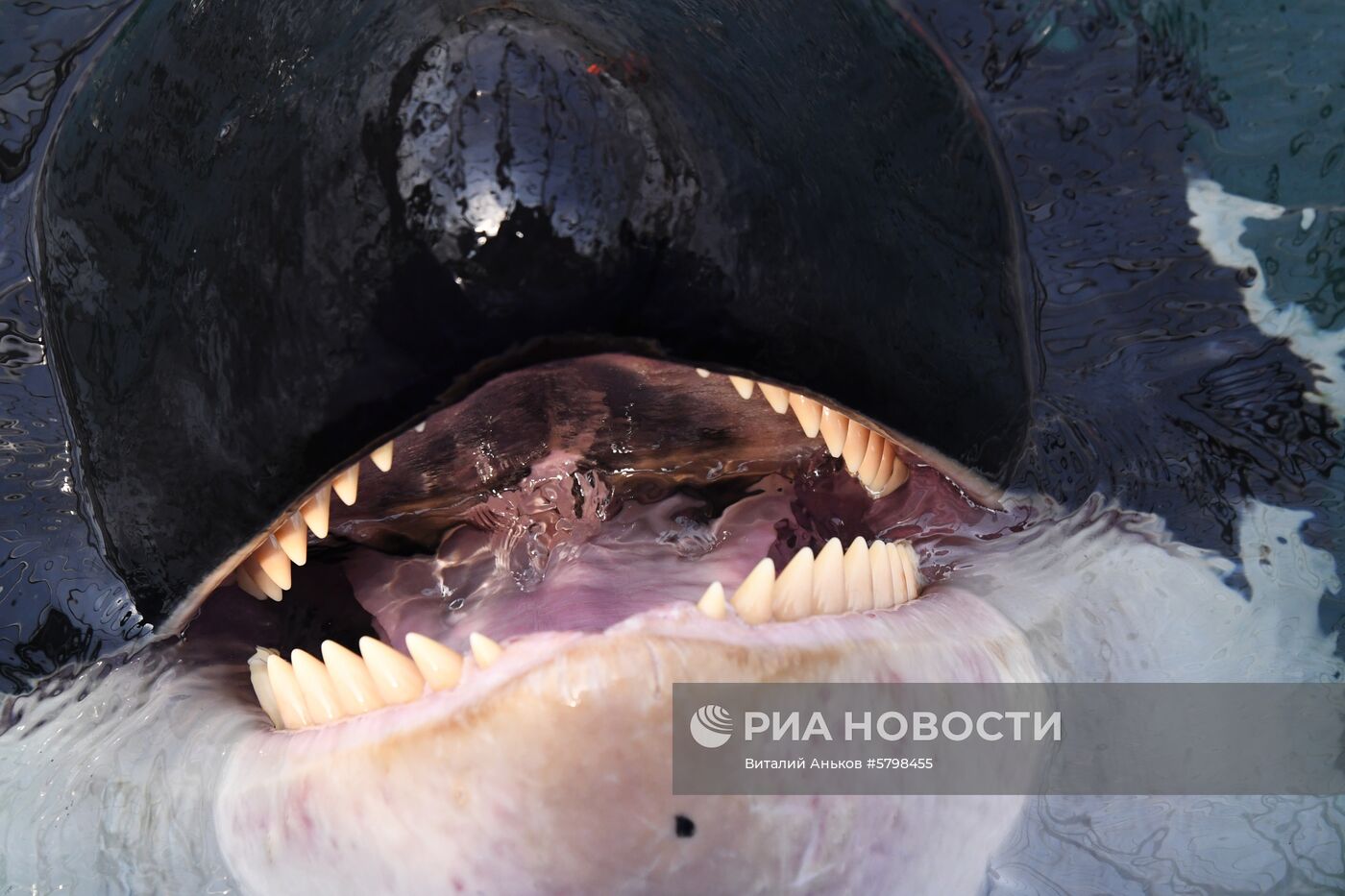 Косатки в приморской бухте Средняя