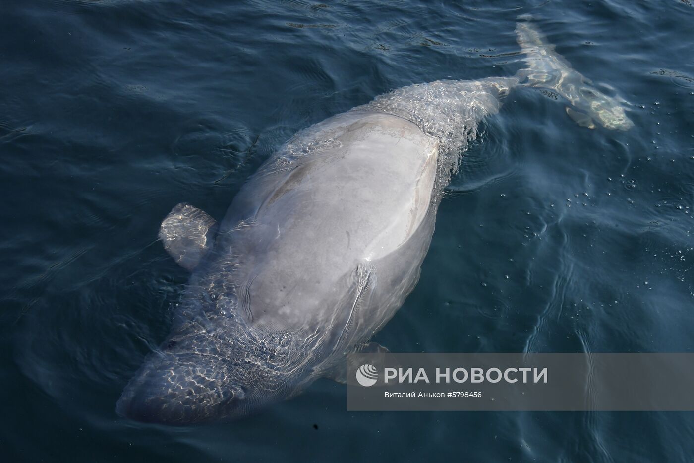 Косатки в приморской бухте Средняя 