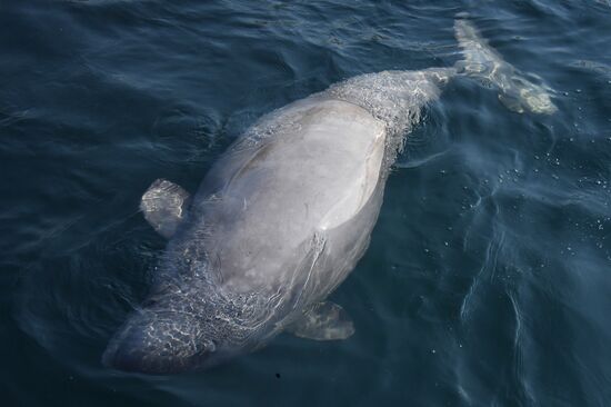 Косатки в приморской бухте Средняя 