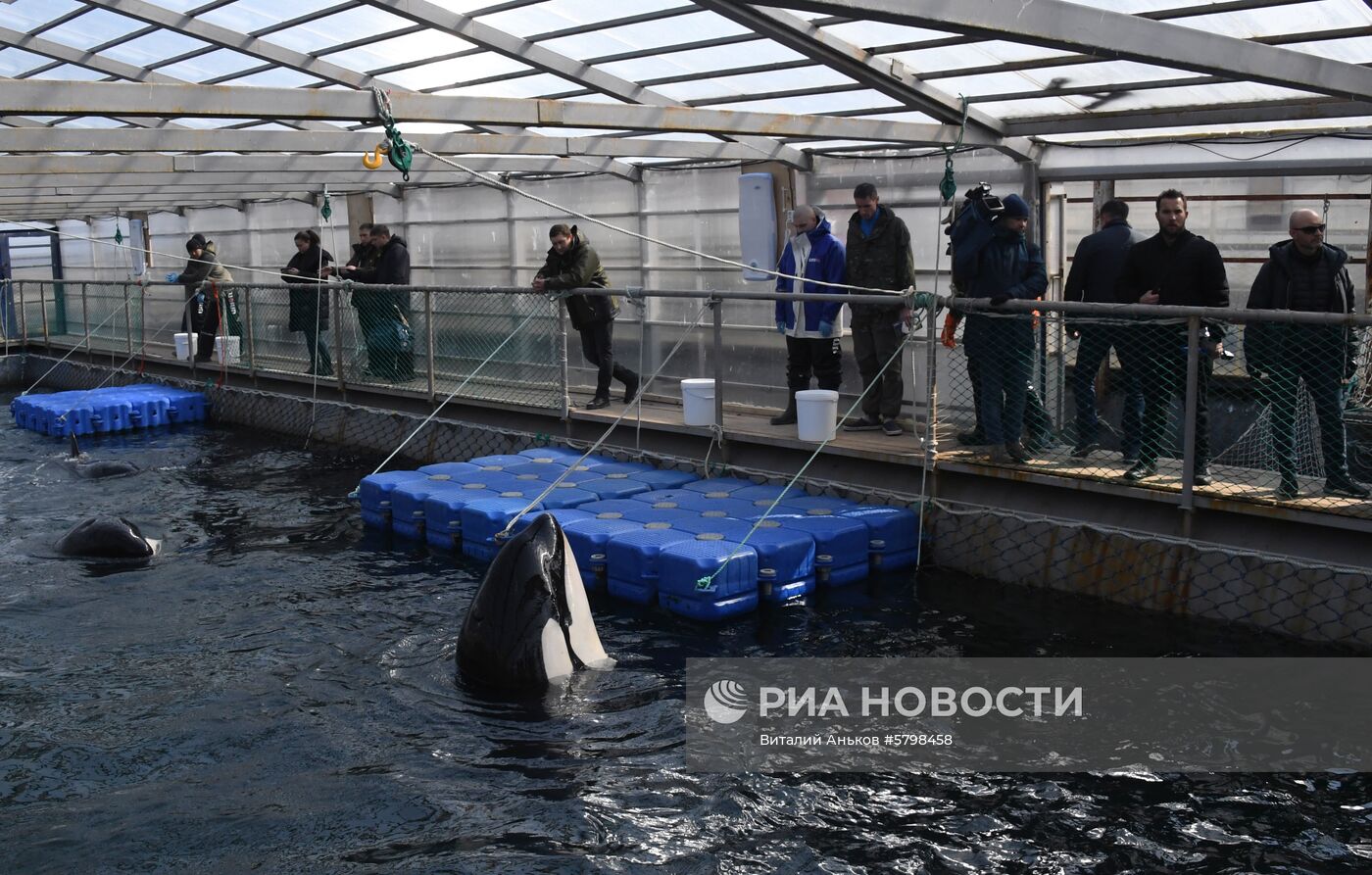 Косатки в приморской бухте Средняя